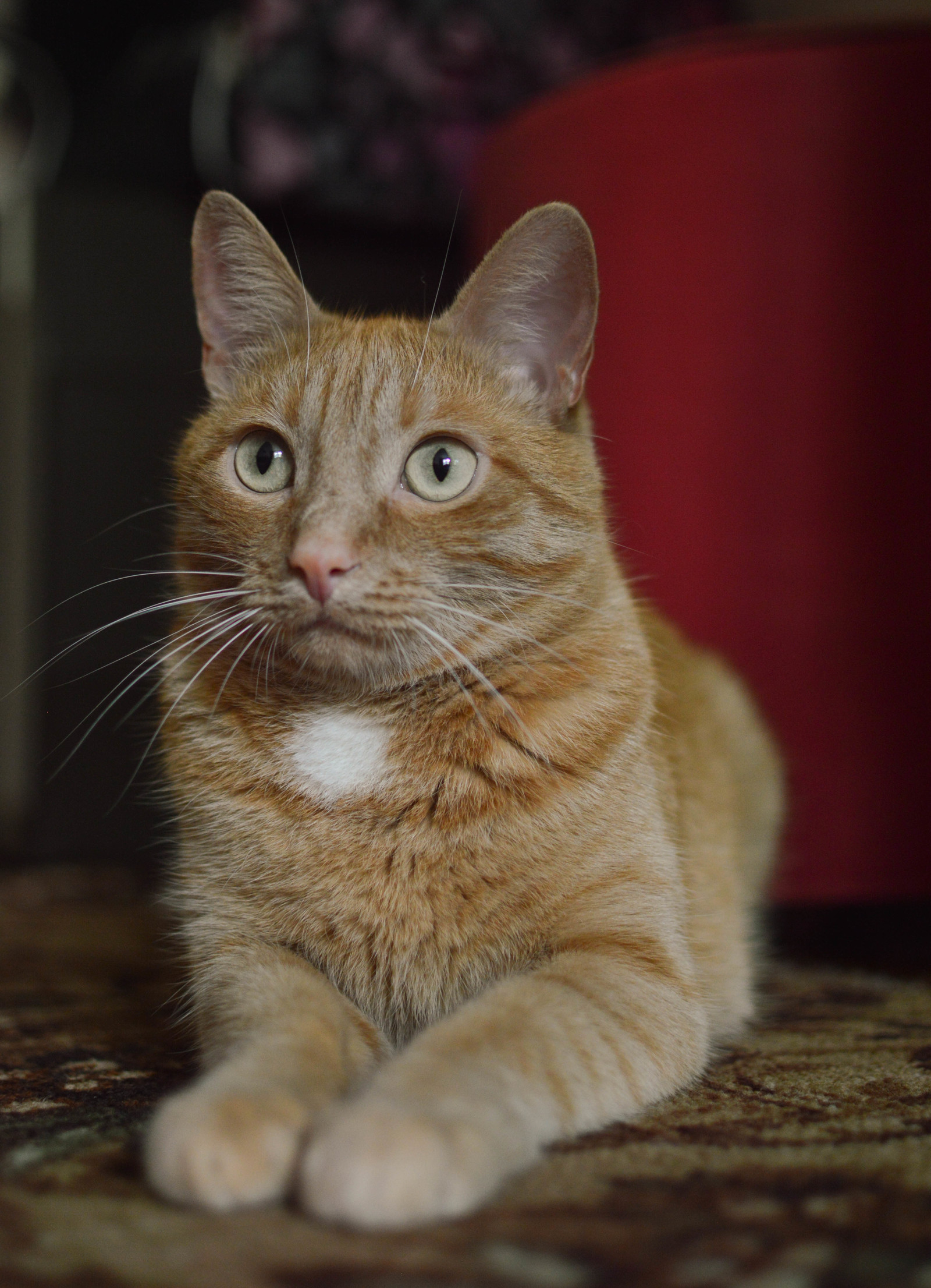 Sir Max 3 years - My, cat, Beginning photographer, The photo, Nikon d3200, Portrait