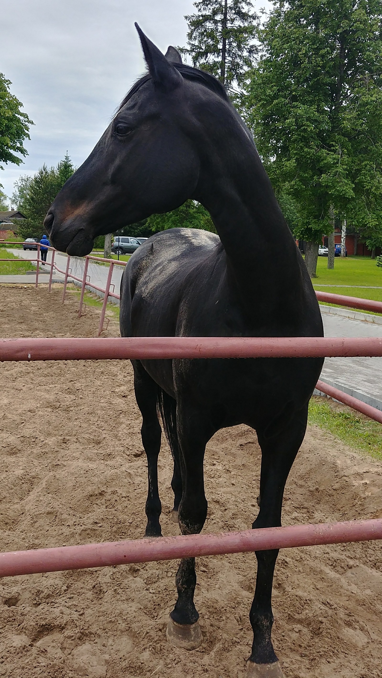 Slim foreign car - Horses, Expensive, Animals, beauty, Longpost