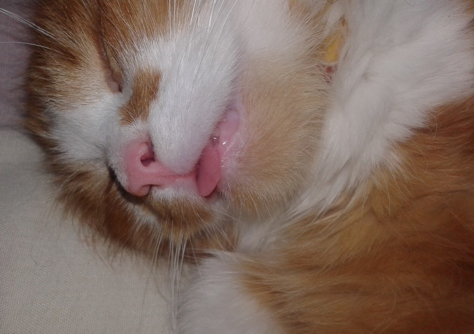 When you sleep very well - cat, Redheads, Dream, My, Longpost