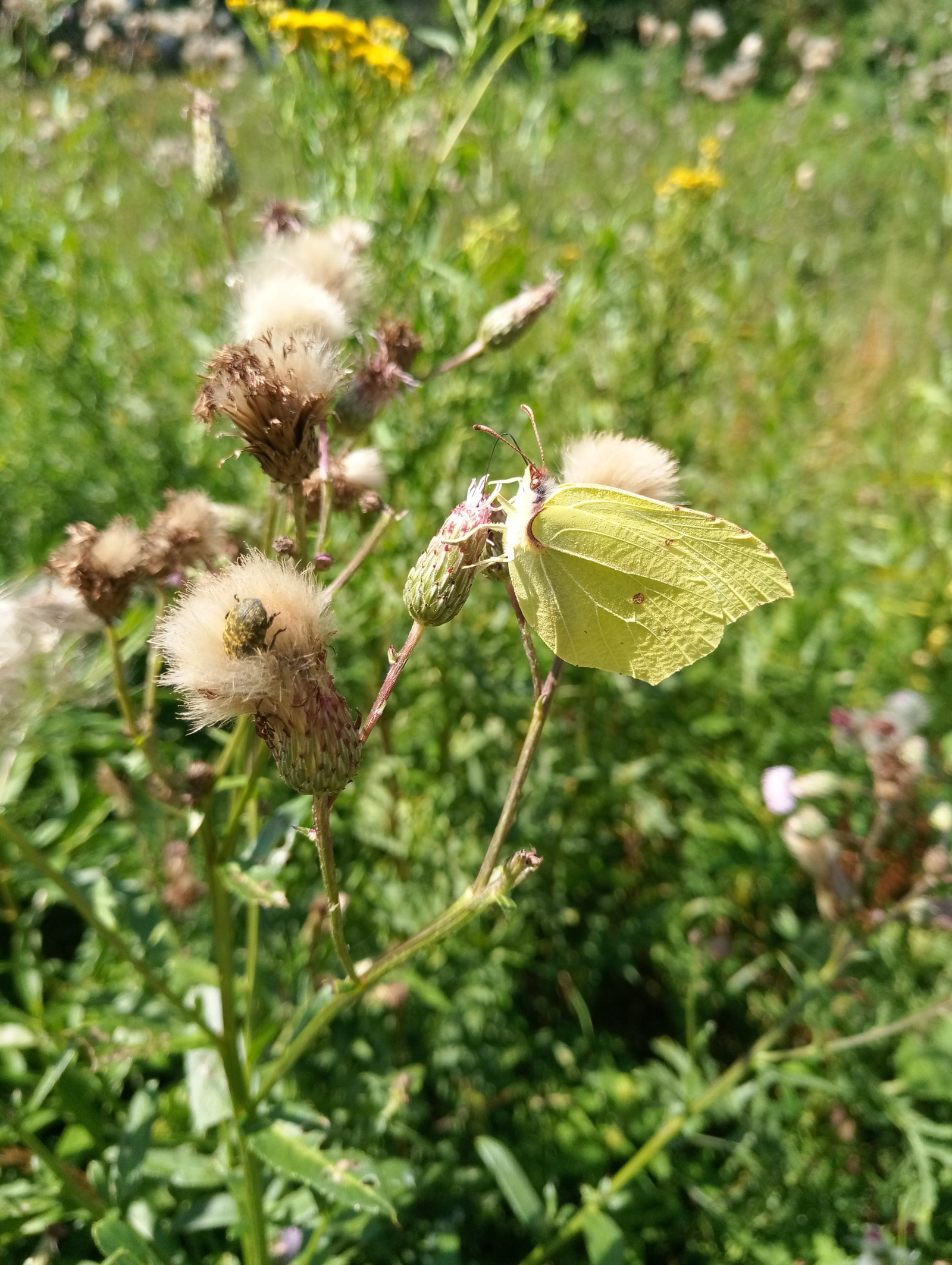 Butterfly... - Butterfly, Lemongrass, Forest, The photo