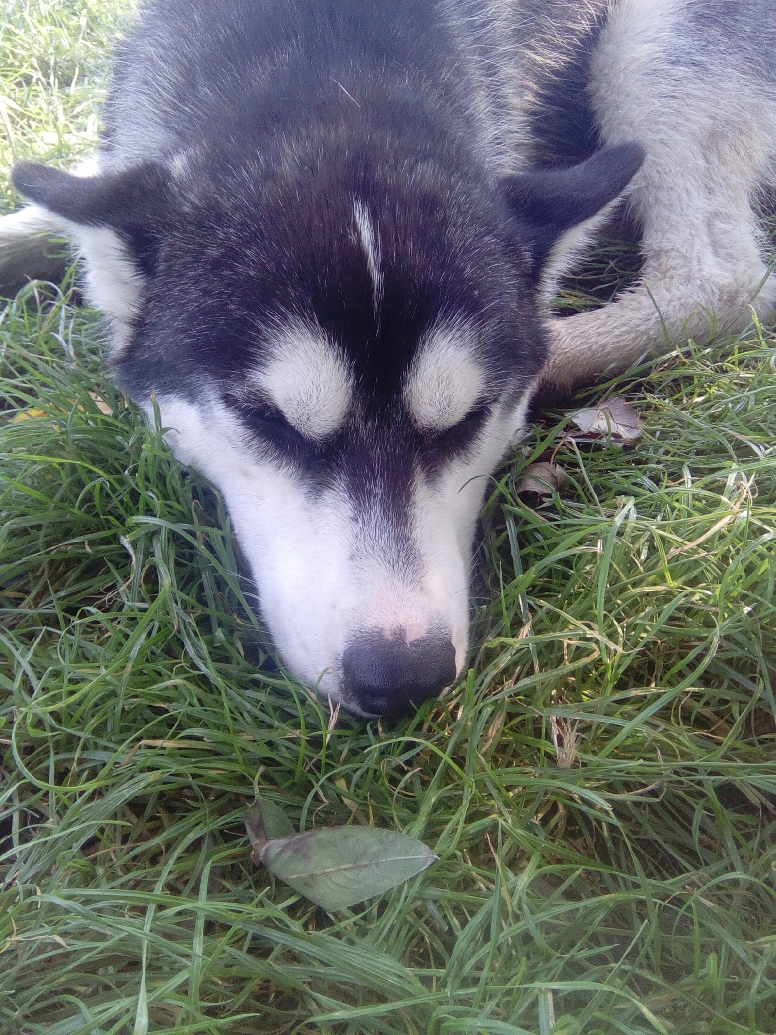 Found a husky. Dubrovitsy, Podolsk. - My, Podolsk, Klimovsk, Chekhov, Found a dog, Husky, The dog is missing, No rating, Longpost