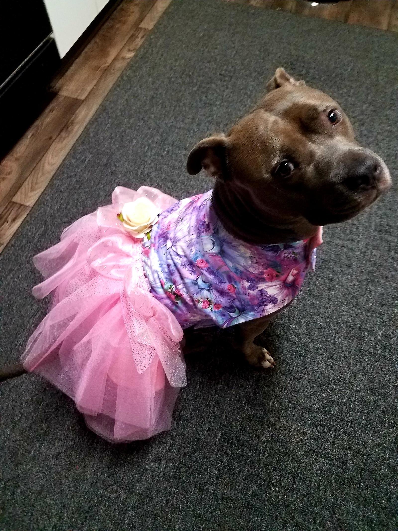 Our little princess - The photo, Animals, Dog, Costume, Reddit