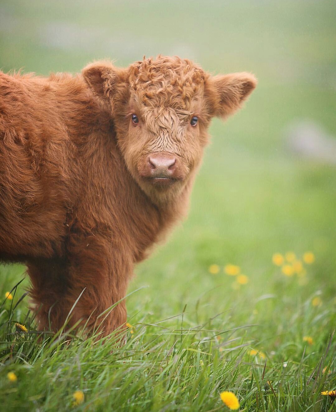 poufistik - Animals, Milota, Cow, Bull, Calf