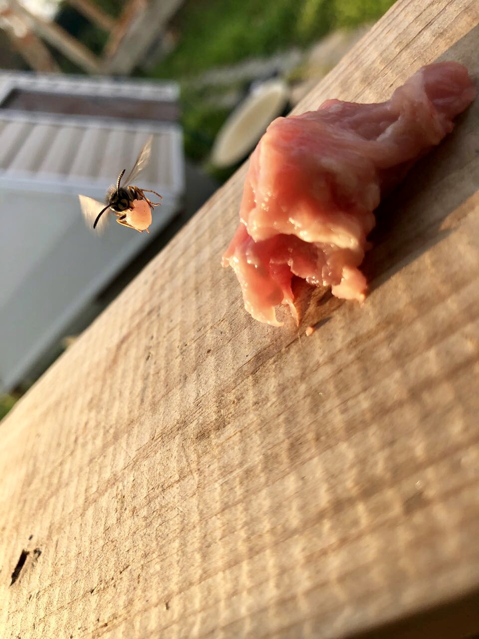 Wasp rubbing a piece of meat - My, Wasp, Dacha, Meat, The photo