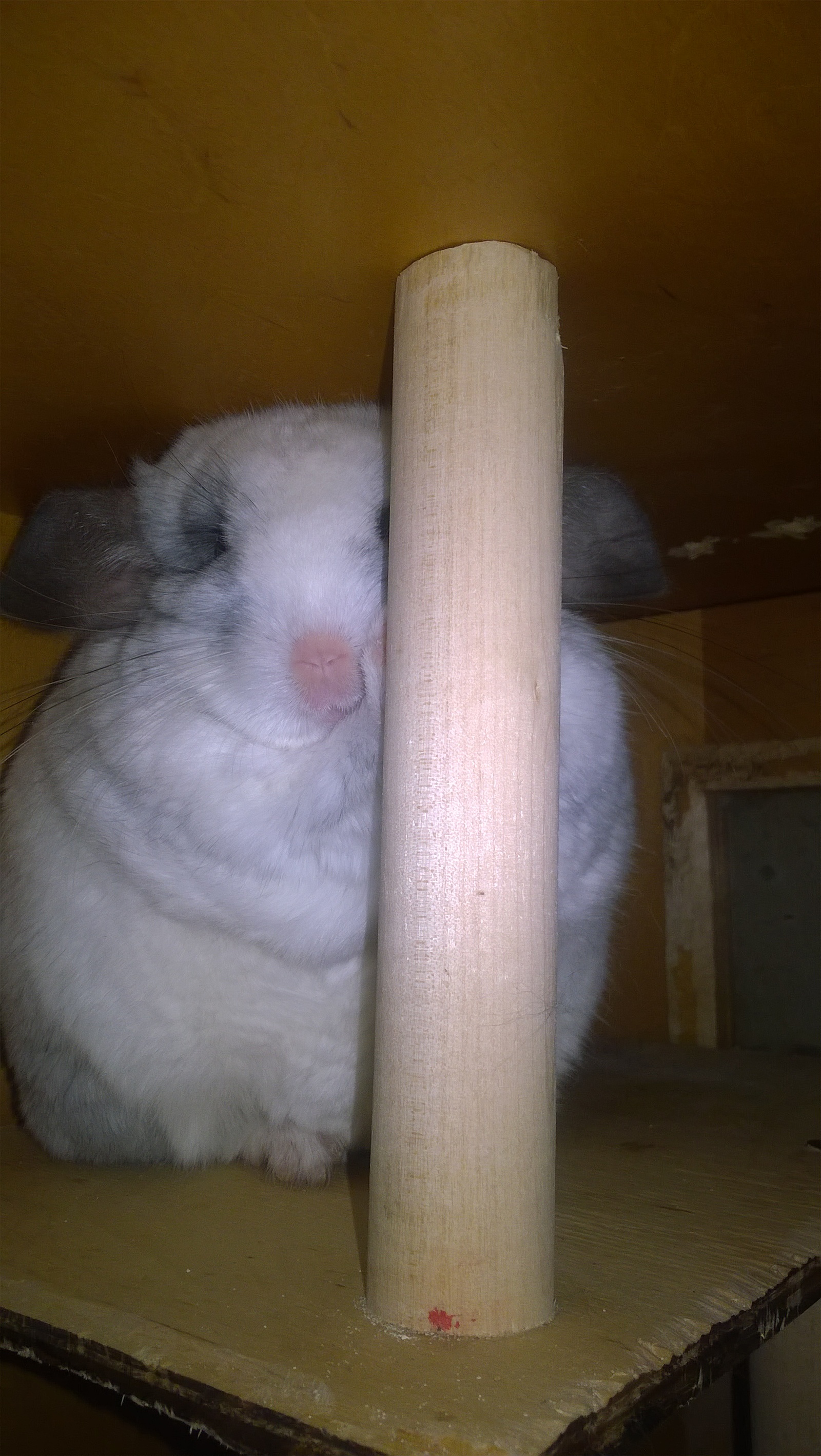 My animal. - My, Chinchilla, Longpost, Pets, Milota