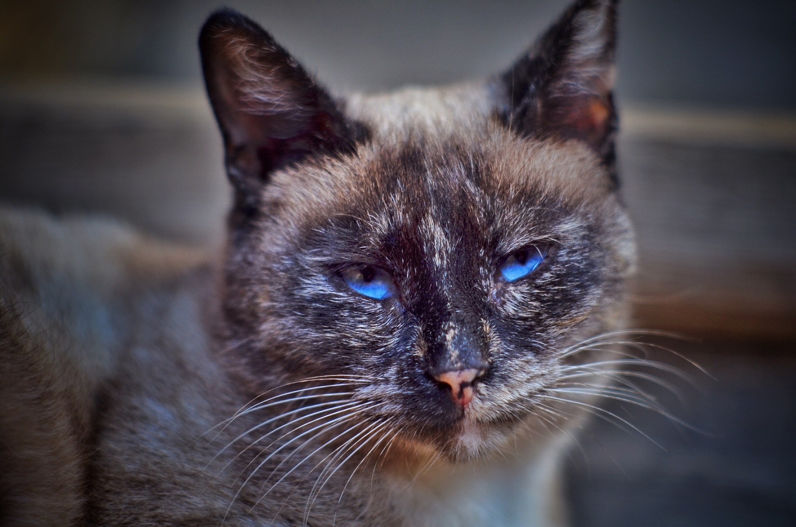 New Jerusalem blue-eye - My, cat, Animals, Jupiter-9, Soviet optics, Nature, The photo