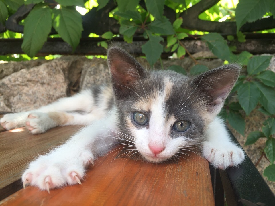 Pikabushniks of Simferopol and Crimea - help to attach a cat! - My, cat, Simferopol, Animals, Kindness, Help, In good hands, Looking for a home, No rating, Helping animals