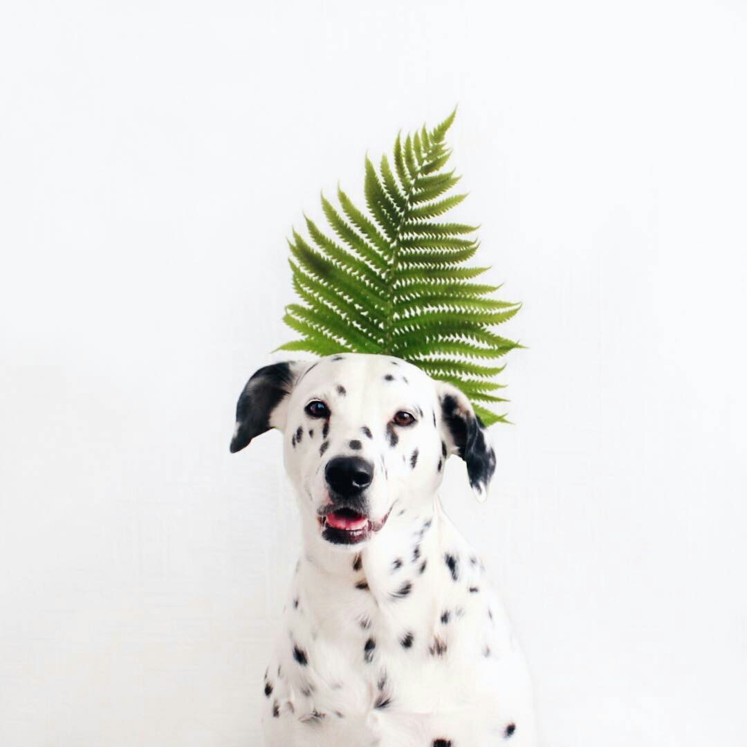 Cute photoshoot of one Dalmatian) - Dalmatian, Animals, Dog, The photo, Longpost