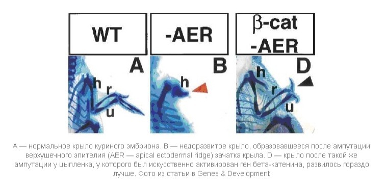 Unraveled the mechanism of limb regeneration - Biology, Regeneration, Genetics, Longpost, The science