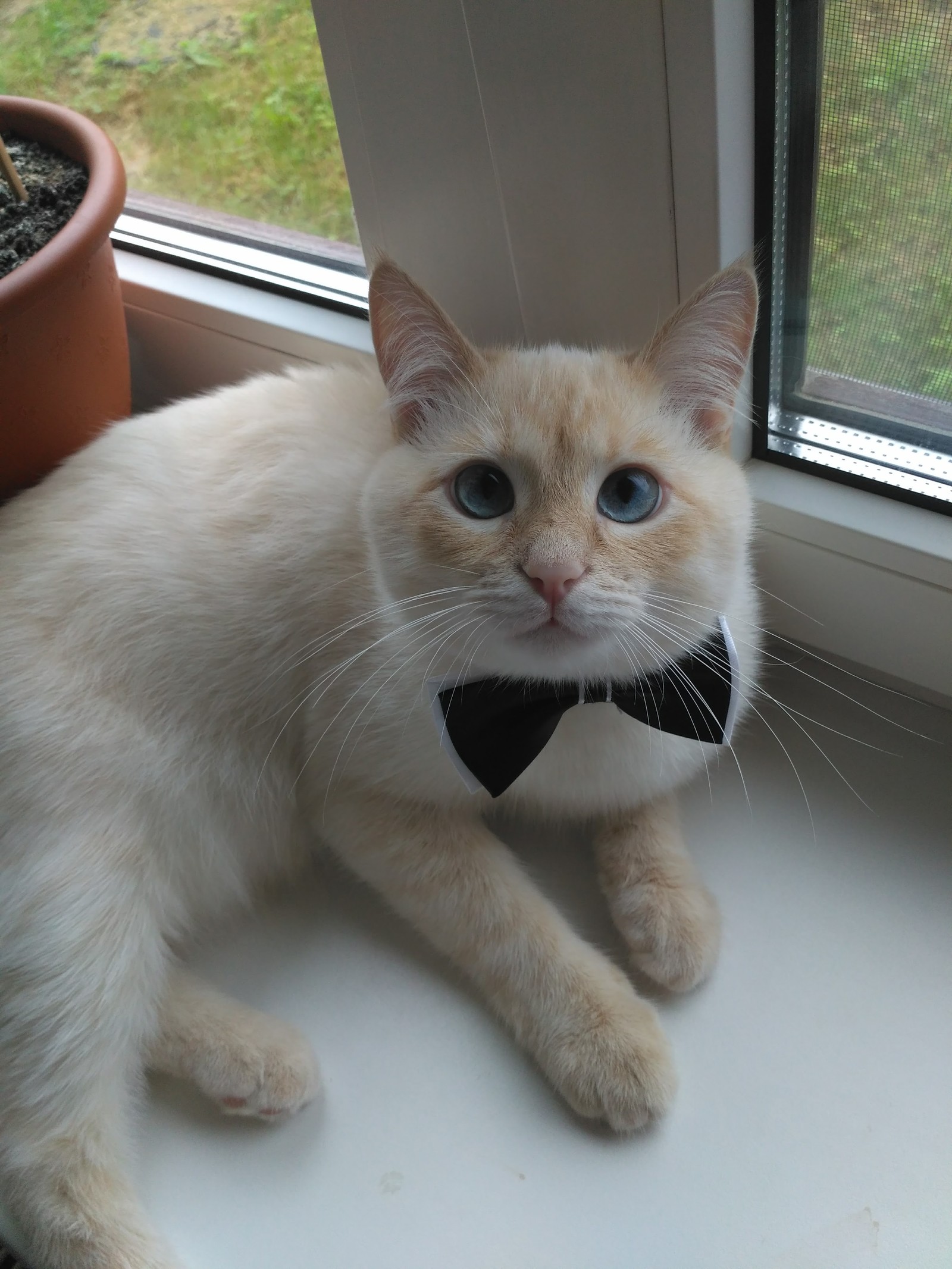 young gentleman - My, Milota, cat, The photo, Animals, Pets