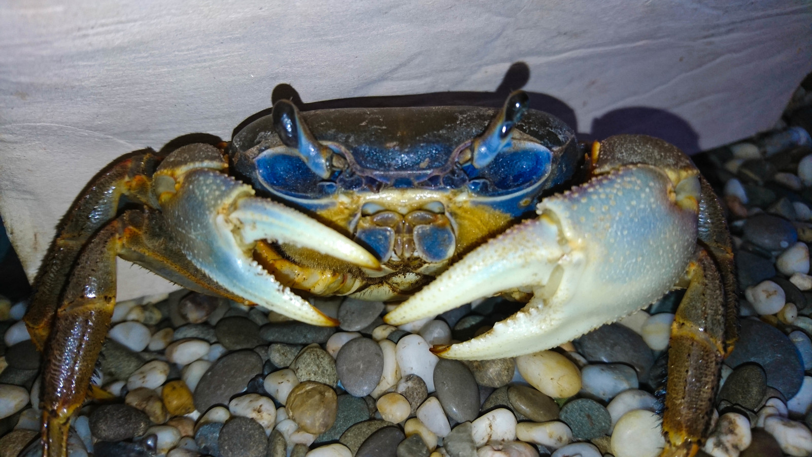 I'm alive - ??news about the crab Feda. - My, Rainbow crabs, Fedor, Crab, Aquarium, Aquarium, cat, My, Video, Longpost