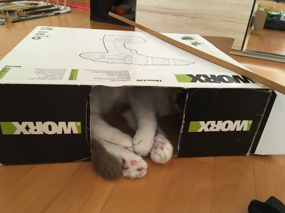 Favorite box :) - My, Box, , My, cat