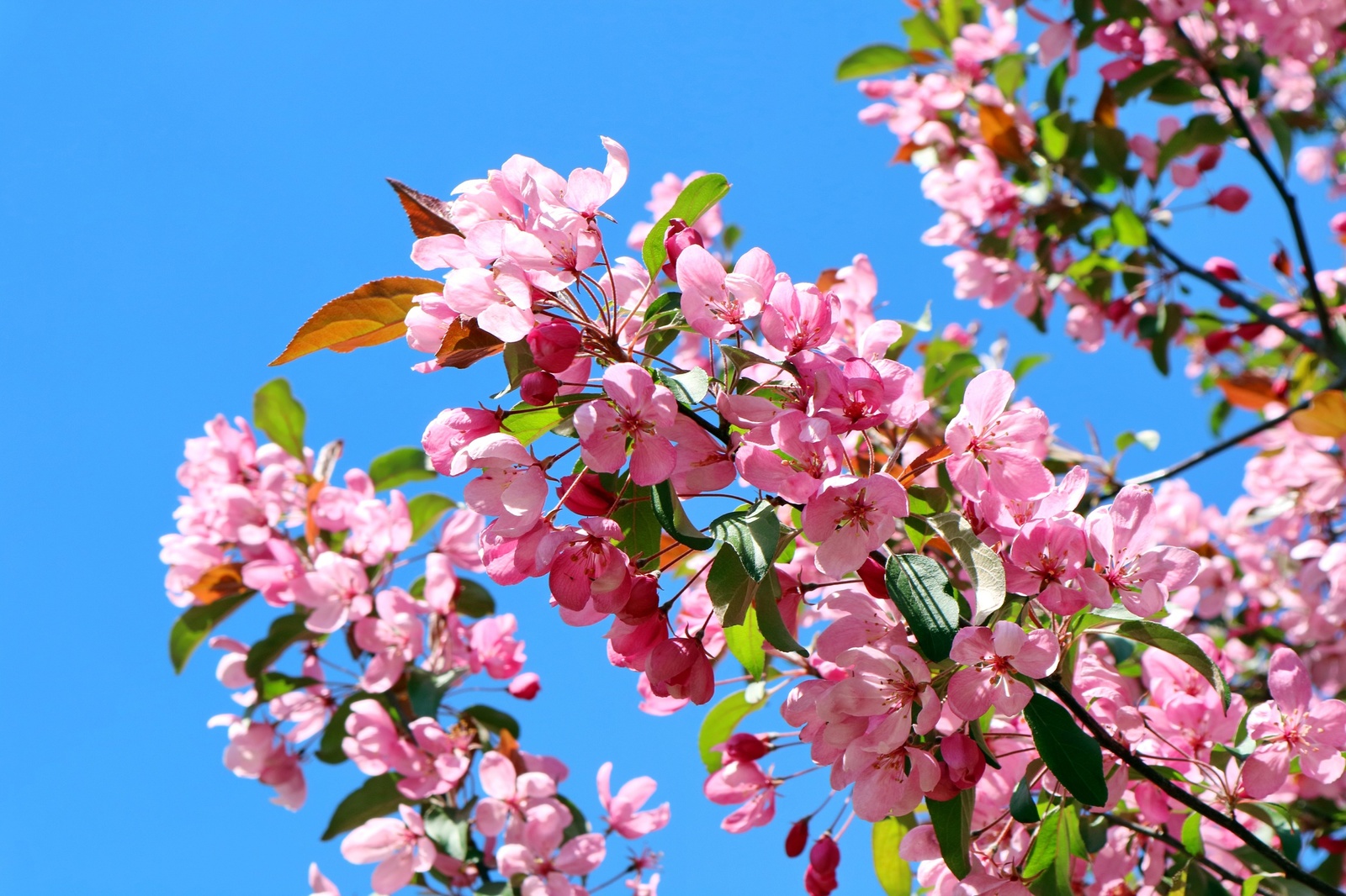 Early summer. - My, Beginning photographer, The photo, Flowers, Longpost