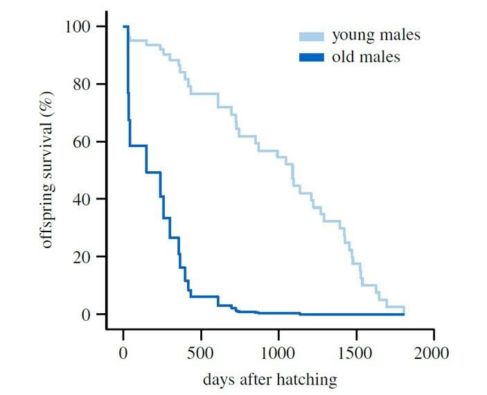 Old finches chicks are born with short telomeres, develop quickly, die early - Birds, Telomeres, Biology, Longpost