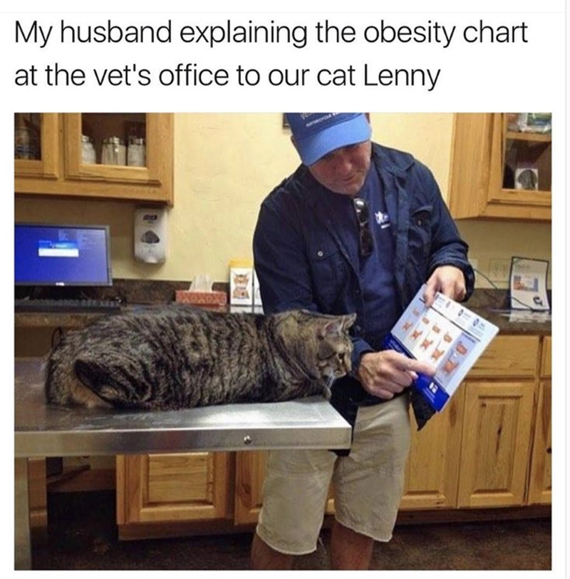 At the veterinary clinic - cat, Animals, Obesity, Translation, From the network