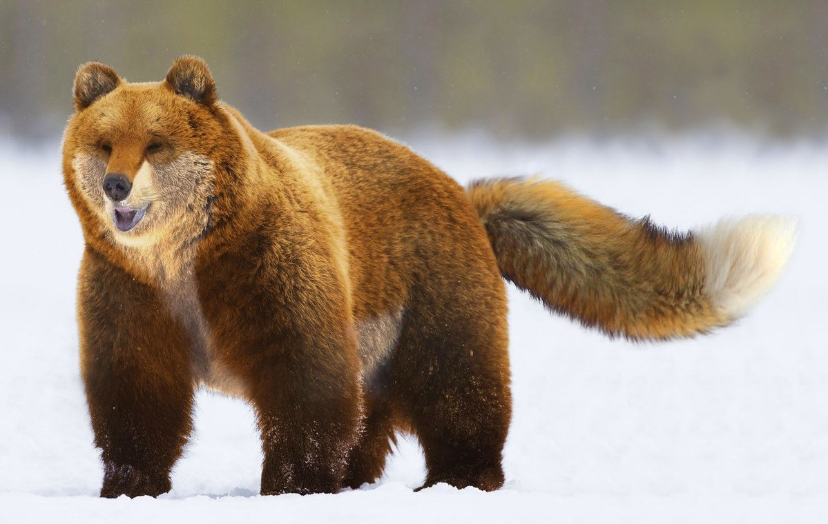 Medvelis went hunting! - Photoshop, Fox, The Bears, Humor, Animals, Laugh, Pacon