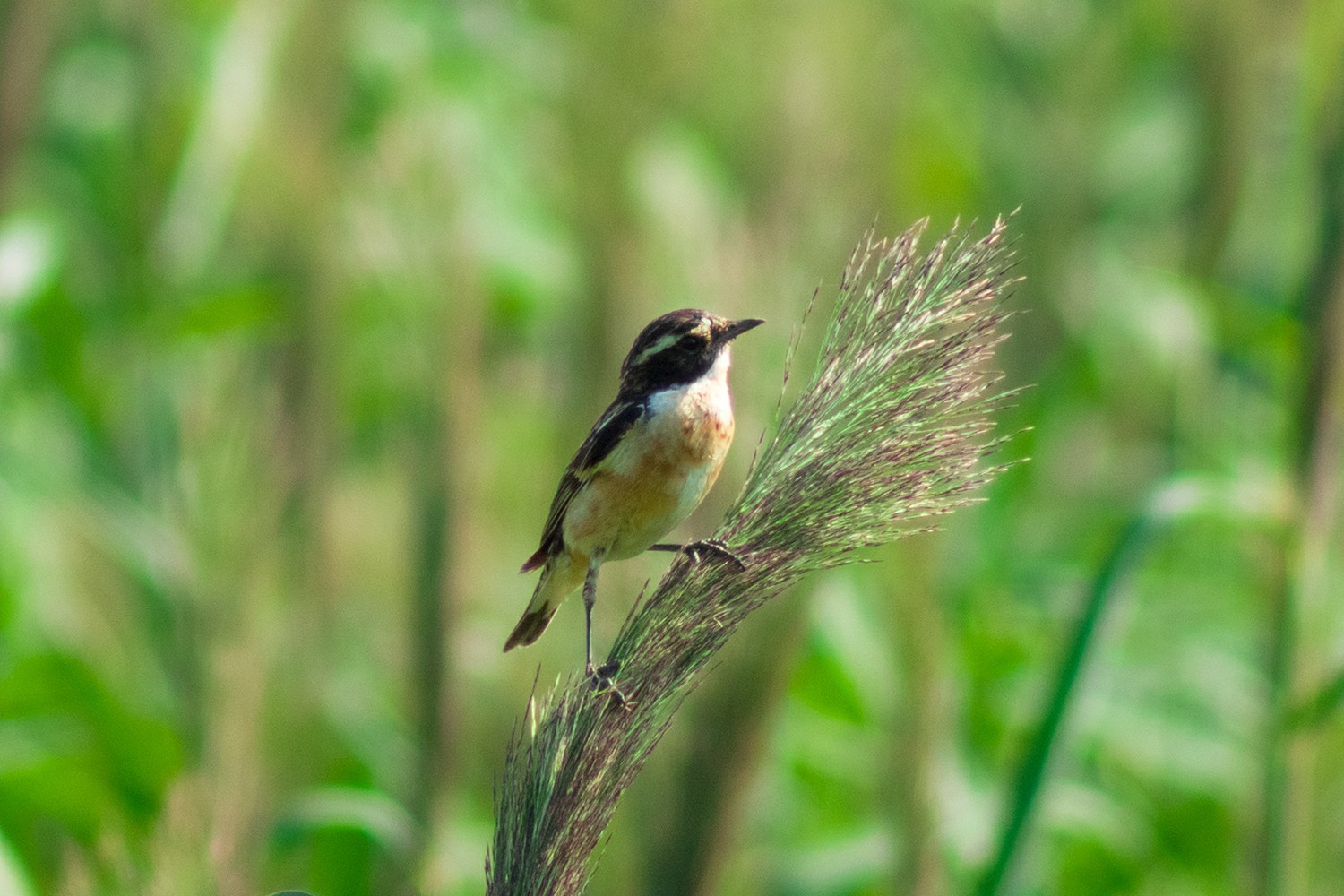 Photo hunting for birds - My, The photo, Photo hunting, Birds, Summer, Landscape, Longpost