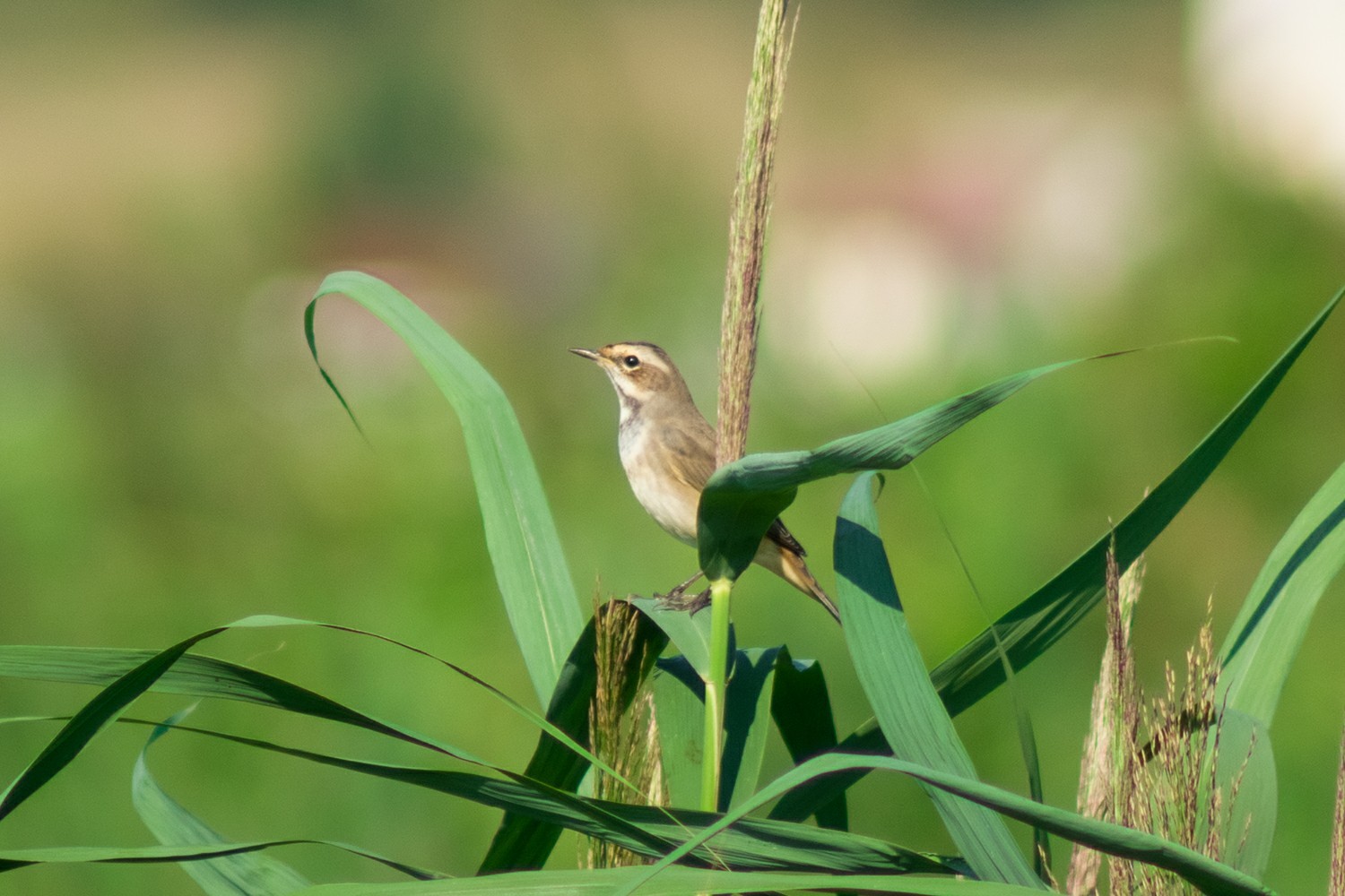 Photo hunting for birds - My, The photo, Photo hunting, Birds, Summer, Landscape, Longpost