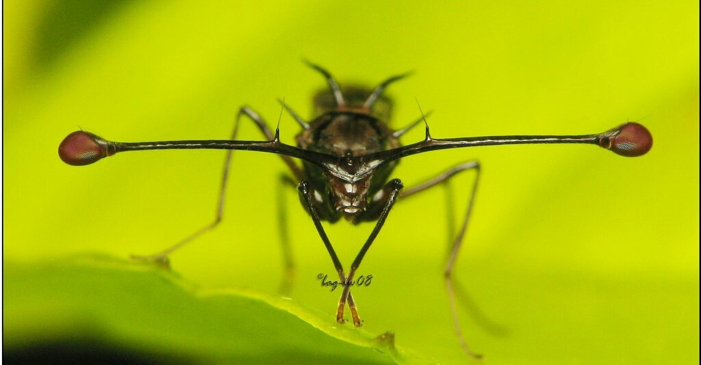 STALK EYED FLY - Zoology, Entomology, STALK EYED FLY, Longpost