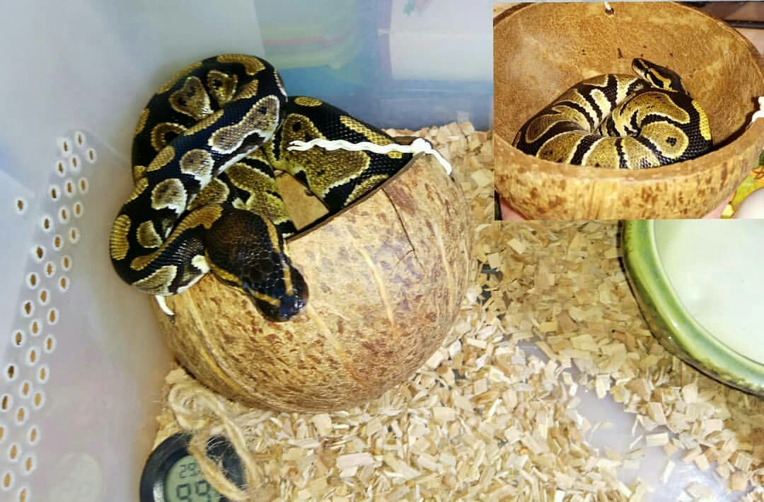 Why hammer fears into children? (Dofiga long post only for the very curious) - My, , Snake, Pet, Royal python, My darling, Many letters, Why, Video, Longpost, Pets