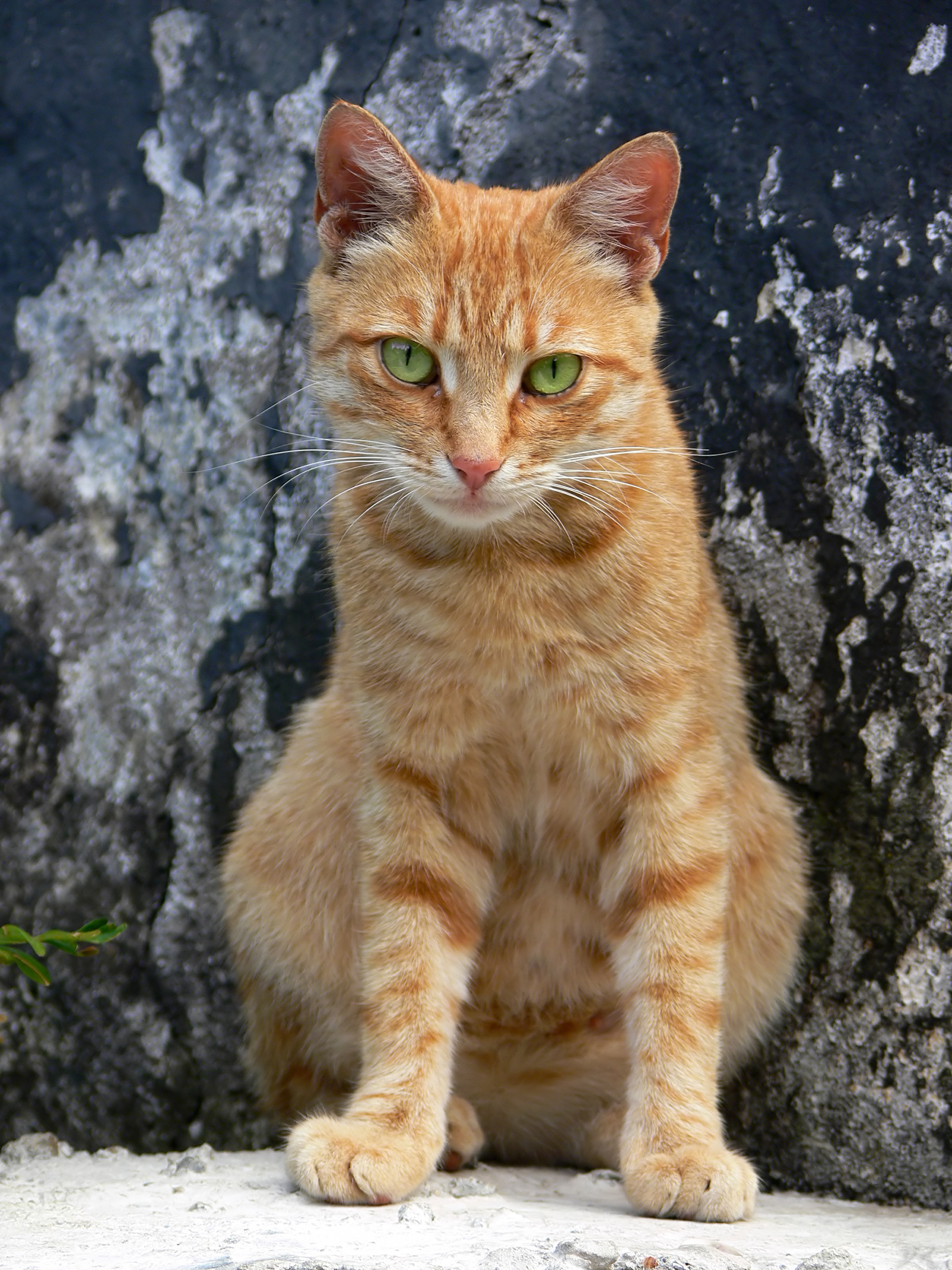 Породы кошек с рыжими глазами. Порода Охос азулес. Охос азулес рыжий. Охос азулес кошка рыжий. Охос азулес серый полосатый.