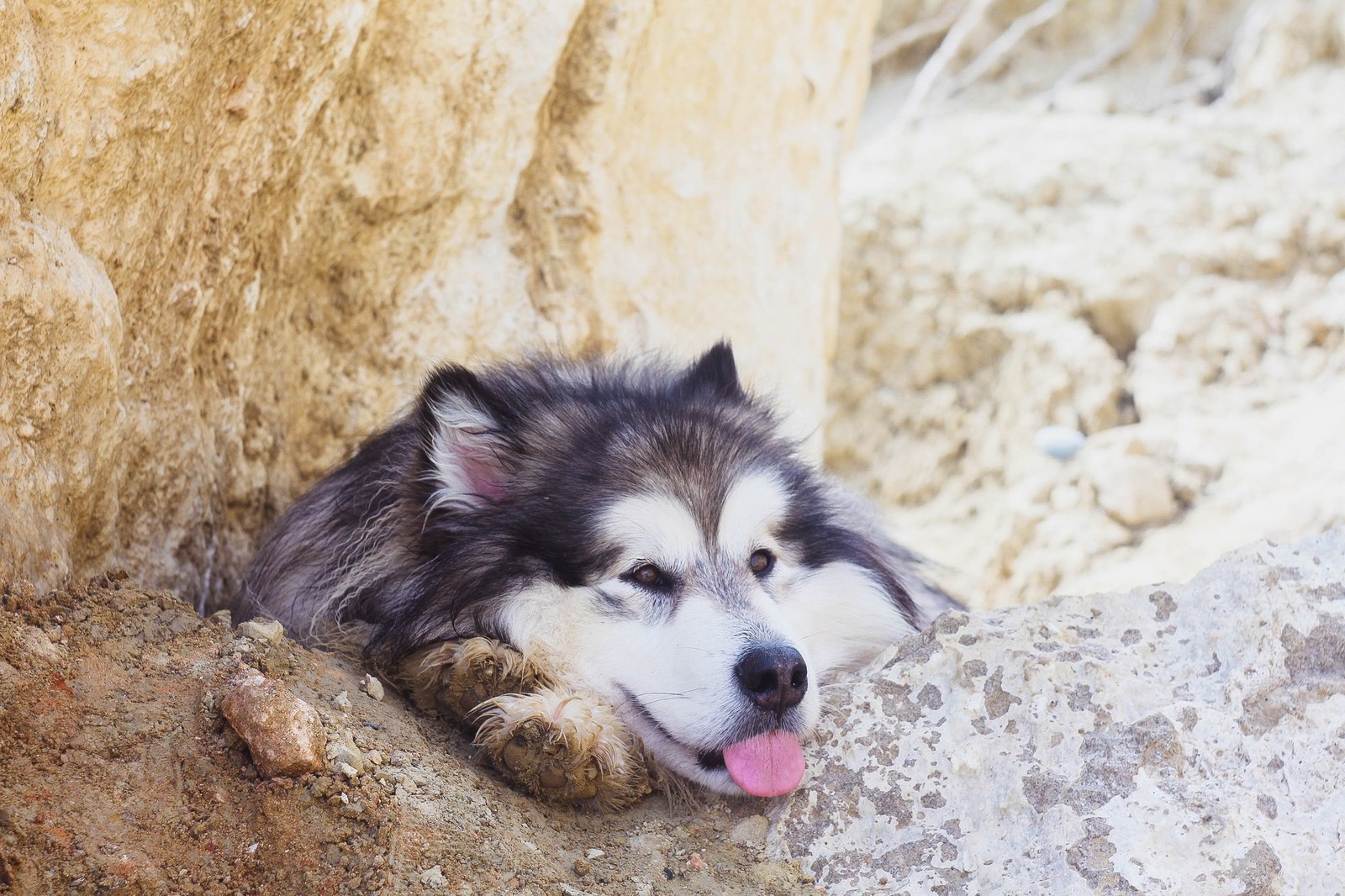 How Zolotinka flew to Cyprus. - My, Longpost, Dog, Flight, Travels, Animals, Text, The photo, Cyprus, Alaskan Malamute, Nature