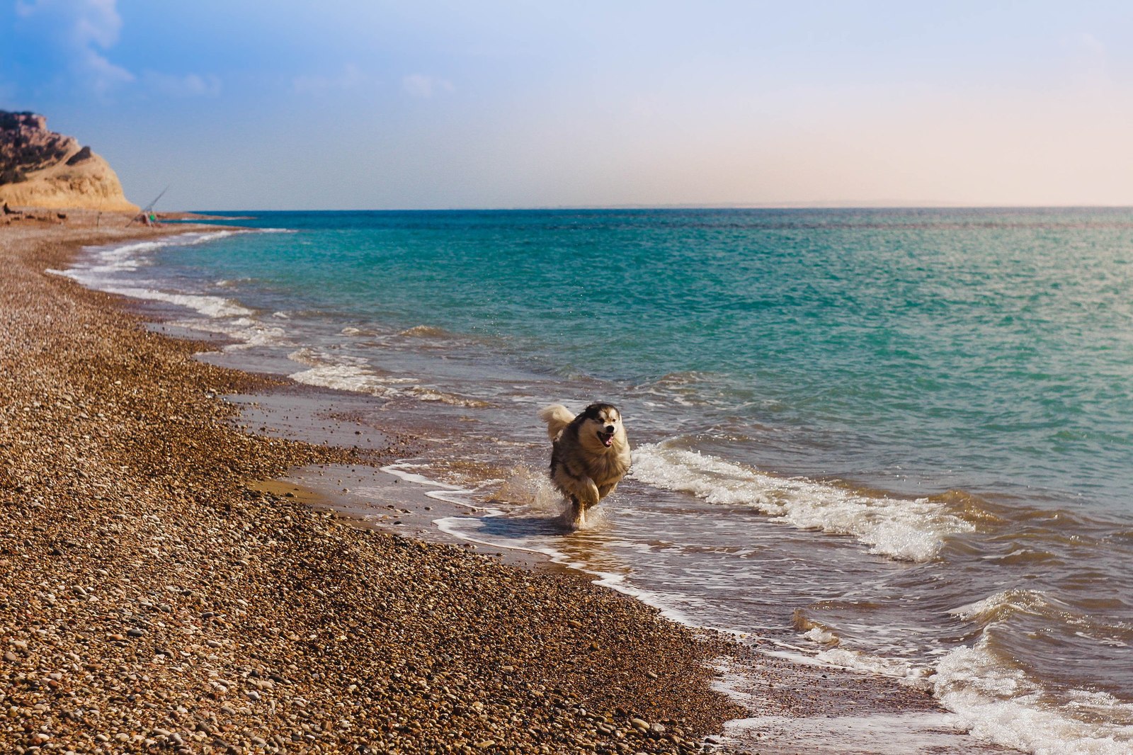 How Zolotinka flew to Cyprus. - My, Longpost, Dog, Flight, Travels, Animals, Text, The photo, Cyprus, Alaskan Malamute, Nature