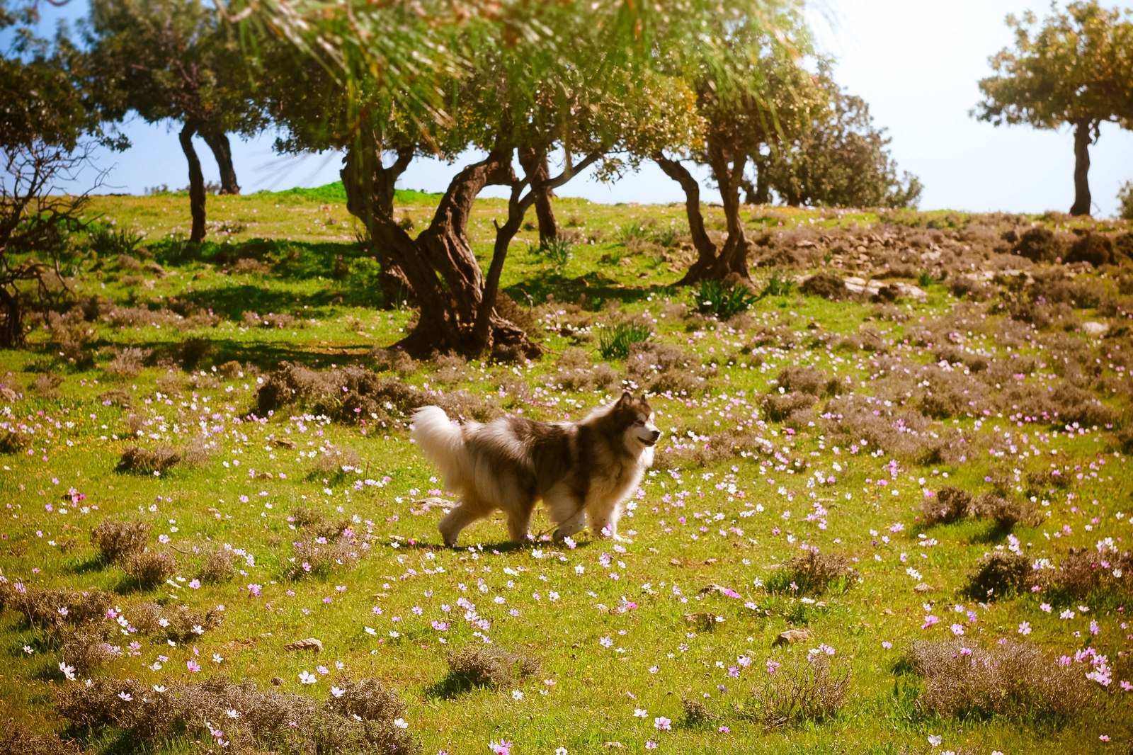 How Zolotinka flew to Cyprus. - My, Longpost, Dog, Flight, Travels, Animals, Text, The photo, Cyprus, Alaskan Malamute, Nature