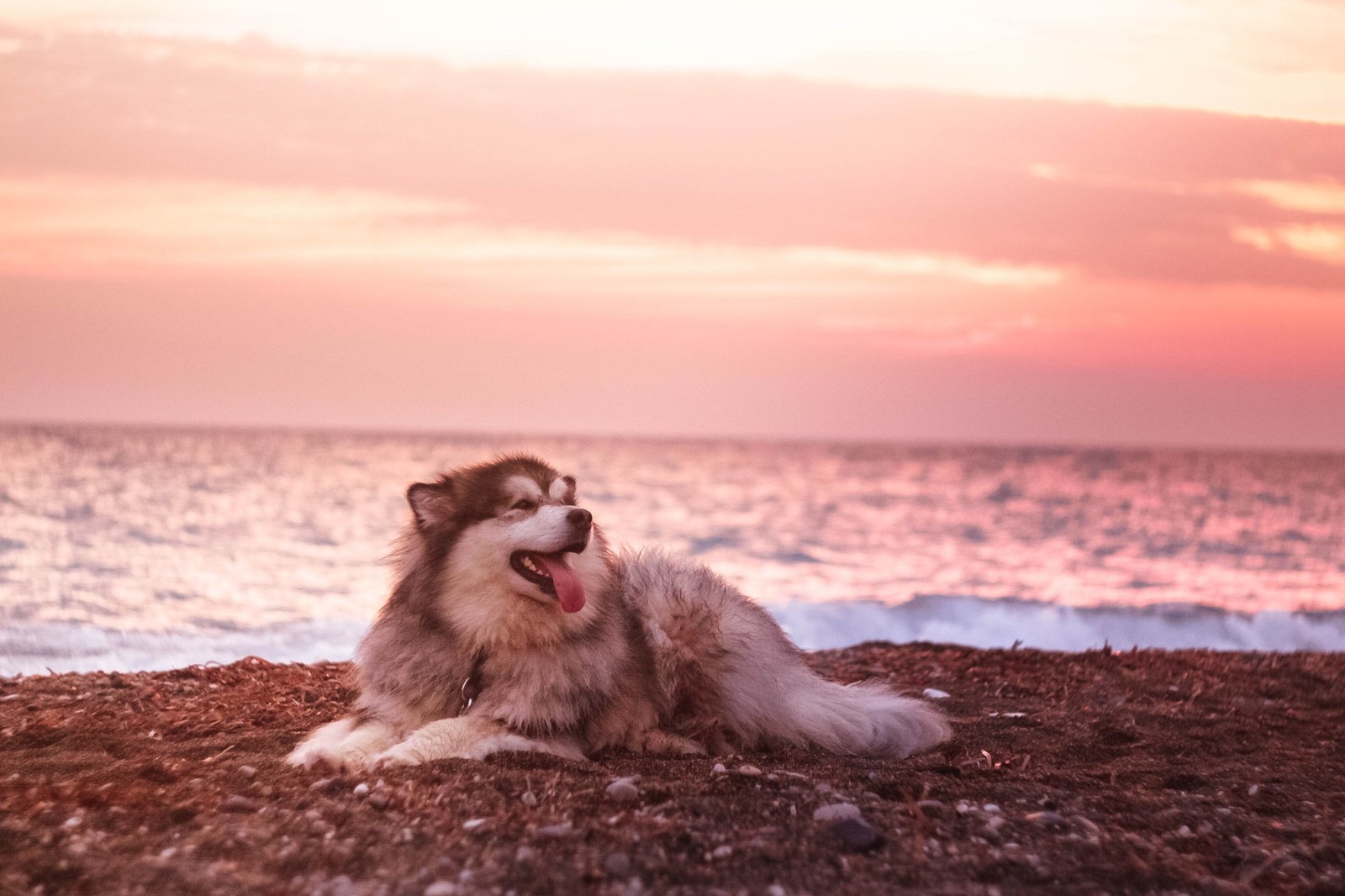 How Zolotinka flew to Cyprus. - My, Longpost, Dog, Flight, Travels, Animals, Text, The photo, Cyprus, Alaskan Malamute, Nature