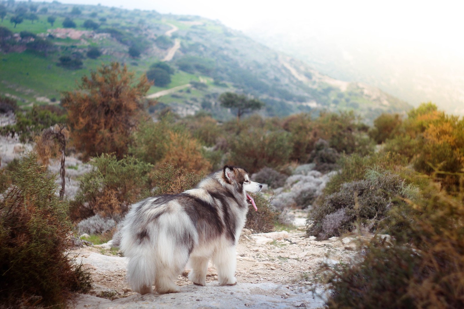 How Zolotinka flew to Cyprus. - My, Longpost, Dog, Flight, Travels, Animals, Text, The photo, Cyprus, Alaskan Malamute, Nature