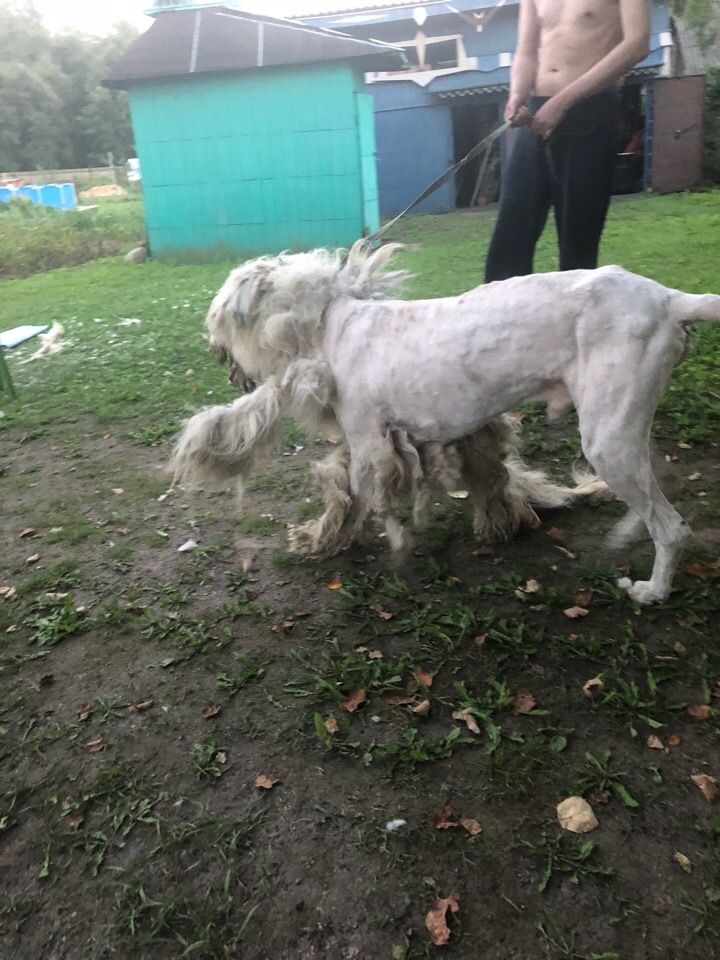 History of one haircut. - My, Grooming, South Russian Shepherd Dog, Sheepdog, Fashion, Longpost