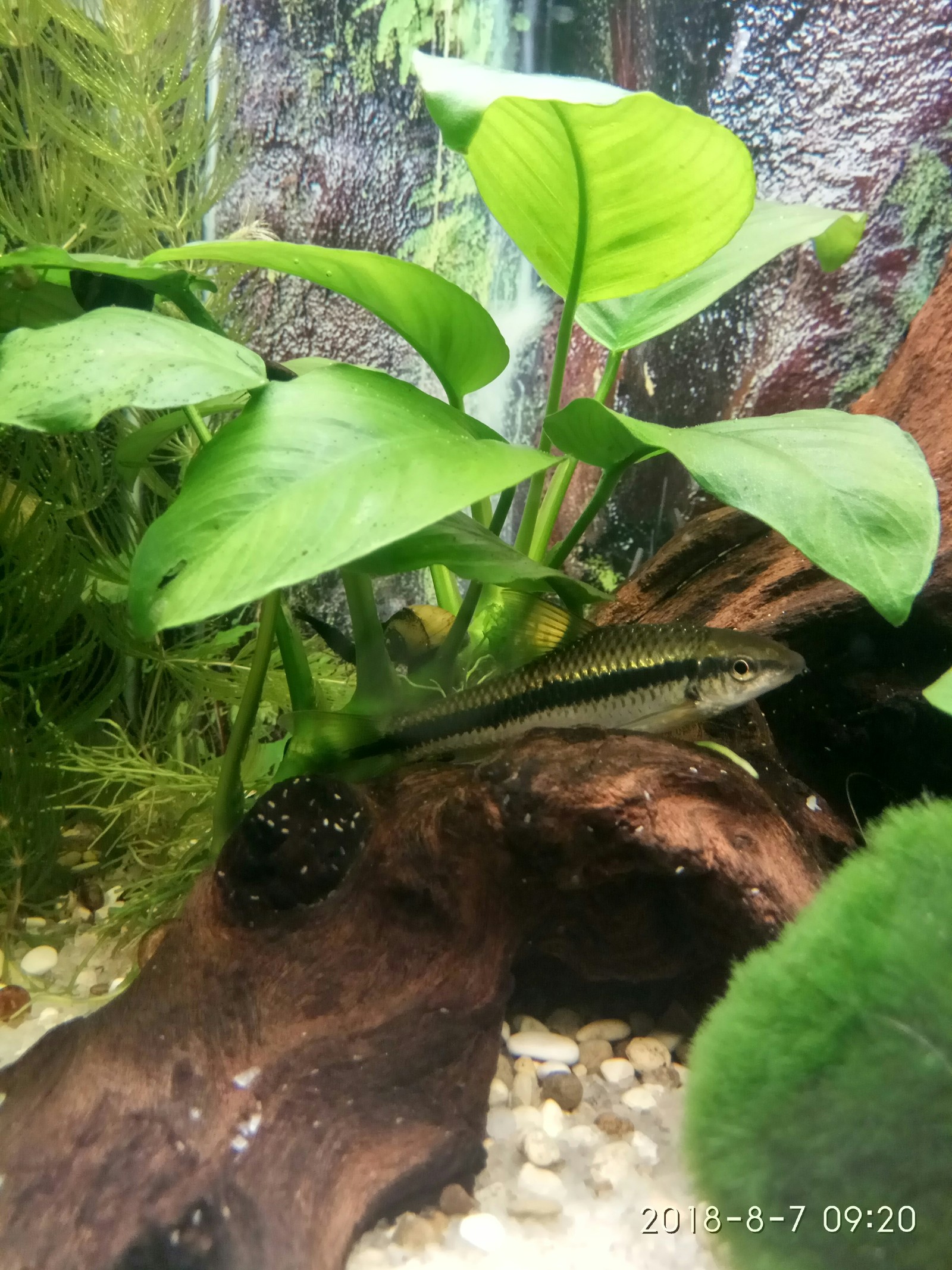 Some more photos of the inhabitants of our aquarium - My, Aquarium, Aquarium, Aquarium fish, Aquarium shrimp, Aquarium plants, Longpost