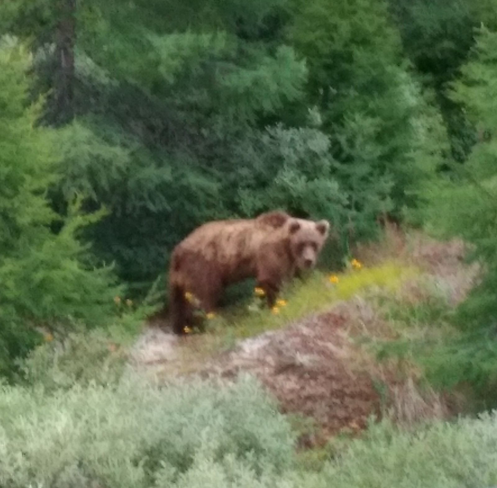 Master of the taiga - My, Kolyma, Bear, Longpost, The Bears