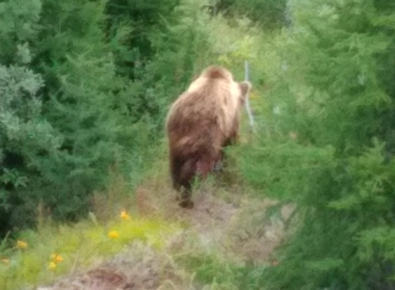 Master of the taiga - My, Kolyma, Bear, Longpost, The Bears