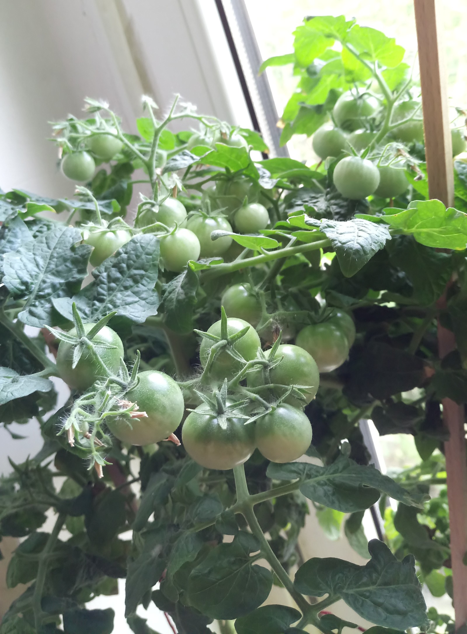 Cherrywodst Chronicles - My, Tomatoes, Gardening, Plants, Vegetable garden on the windowsill, Garden, Cherry tomatoes, Longpost