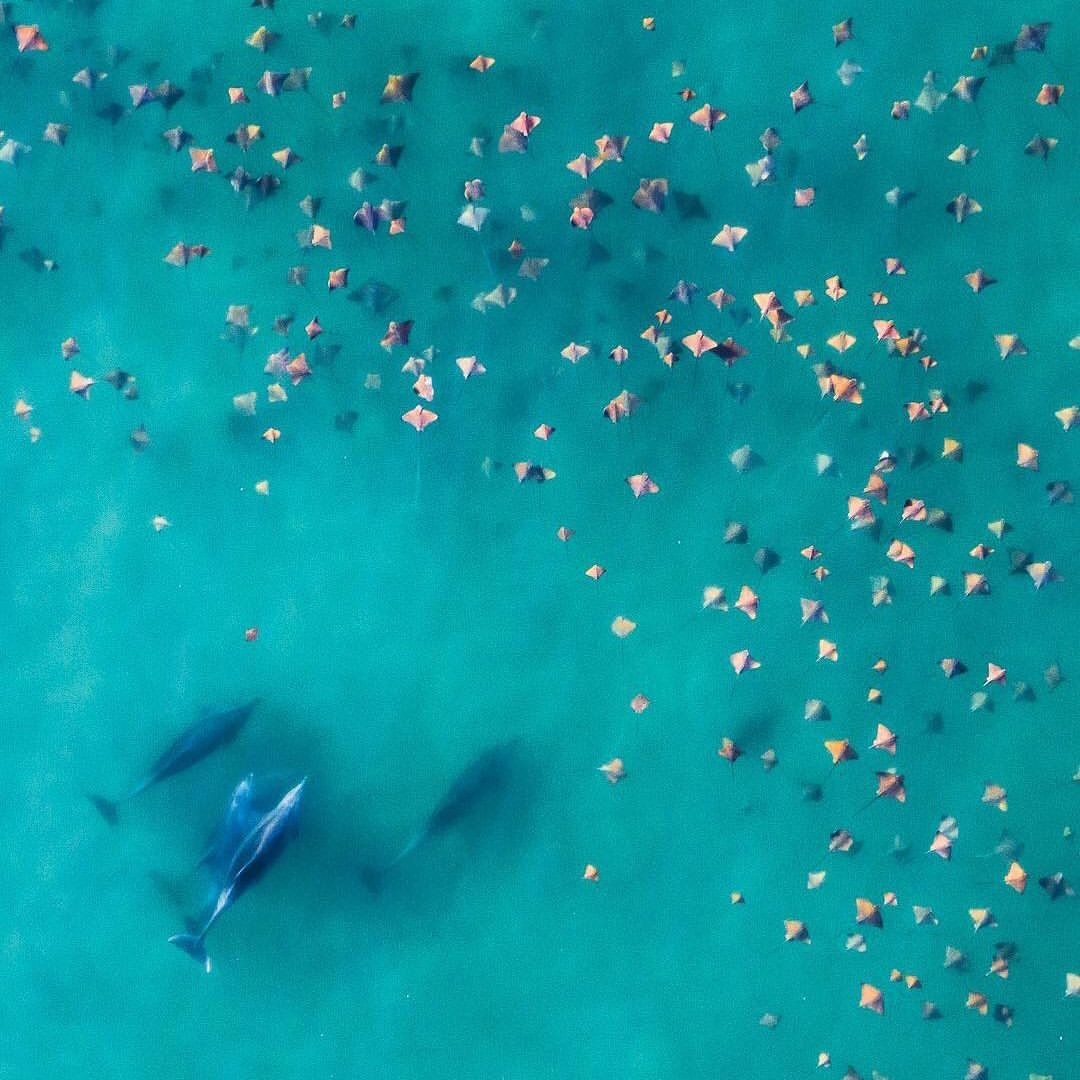 Dolphins and rays - Ocean, Stingray, Dolphin, The photo