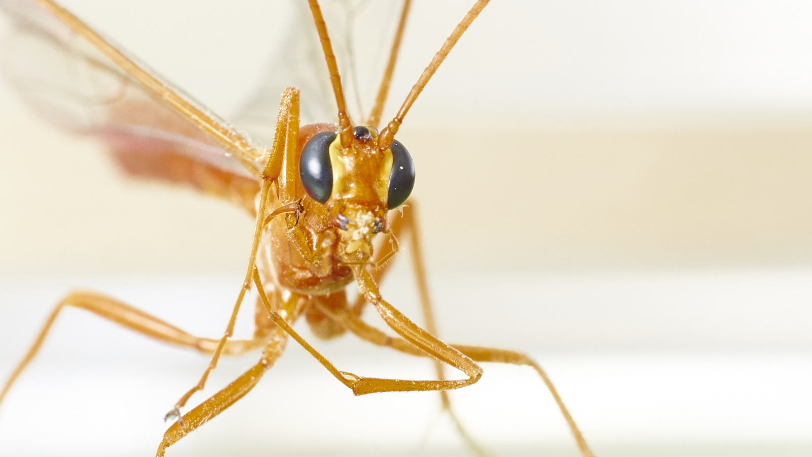 Came to visit me... - My, Insects, Macro, Macro photography, The photo, Eyes, Longpost