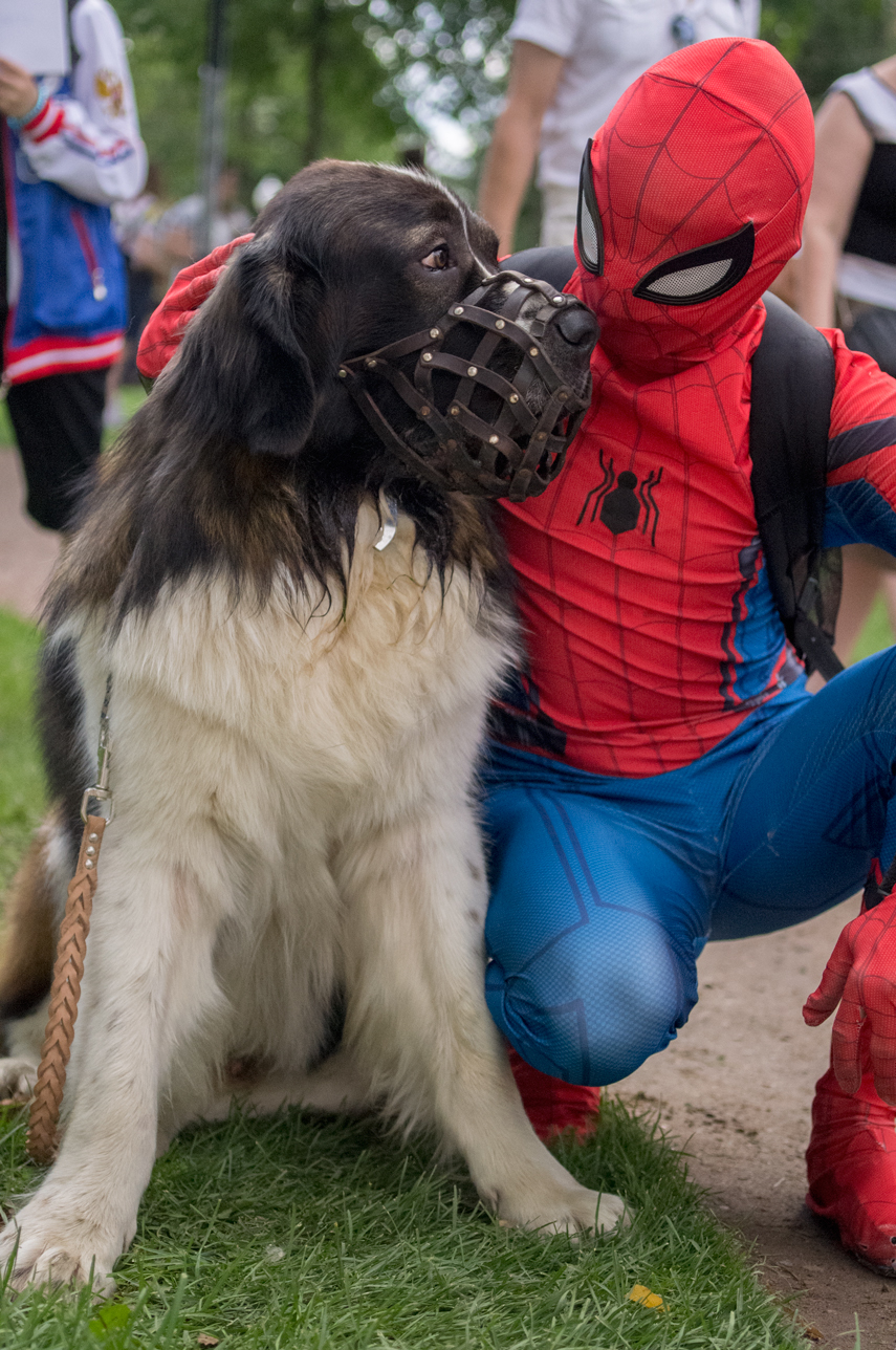 Walks in Gorky Park (J-fest) - My, Dog, Moskovskaya storozhevaya, Cosplay, , Neet, Spiderman, Longpost