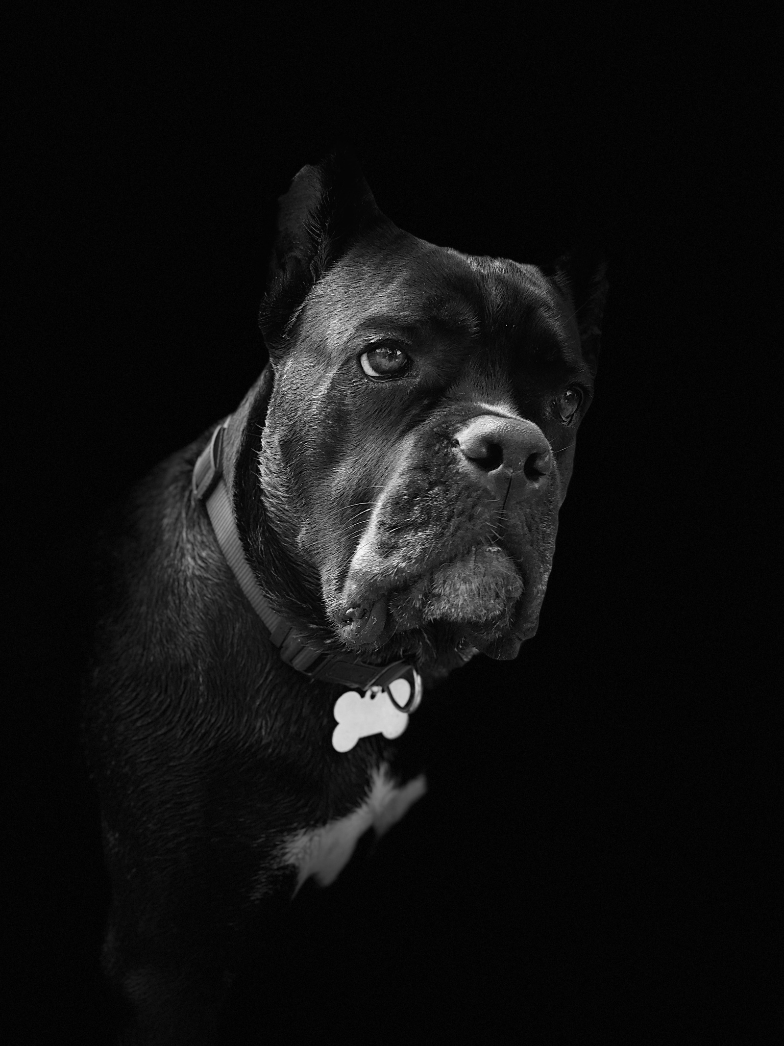 Legal field for dog breeders - My, Dog, Law, Pet, Duties, Cane Corso, Longpost, Pets