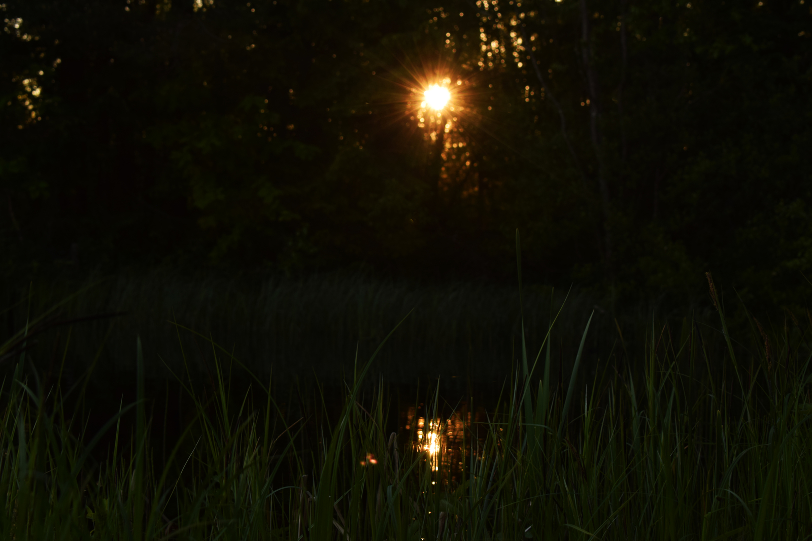 Swamp and Sunset - My, Beginning photographer, Forest, Swamp, Sunset, Grass, Longpost