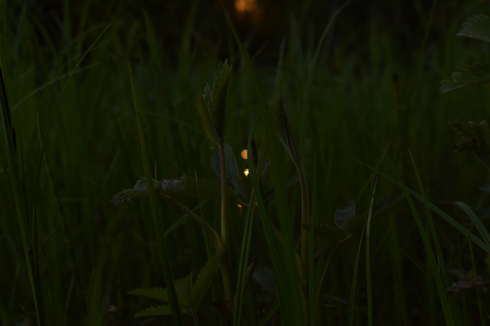 Swamp and Sunset - My, Beginning photographer, Forest, Swamp, Sunset, Grass, Longpost