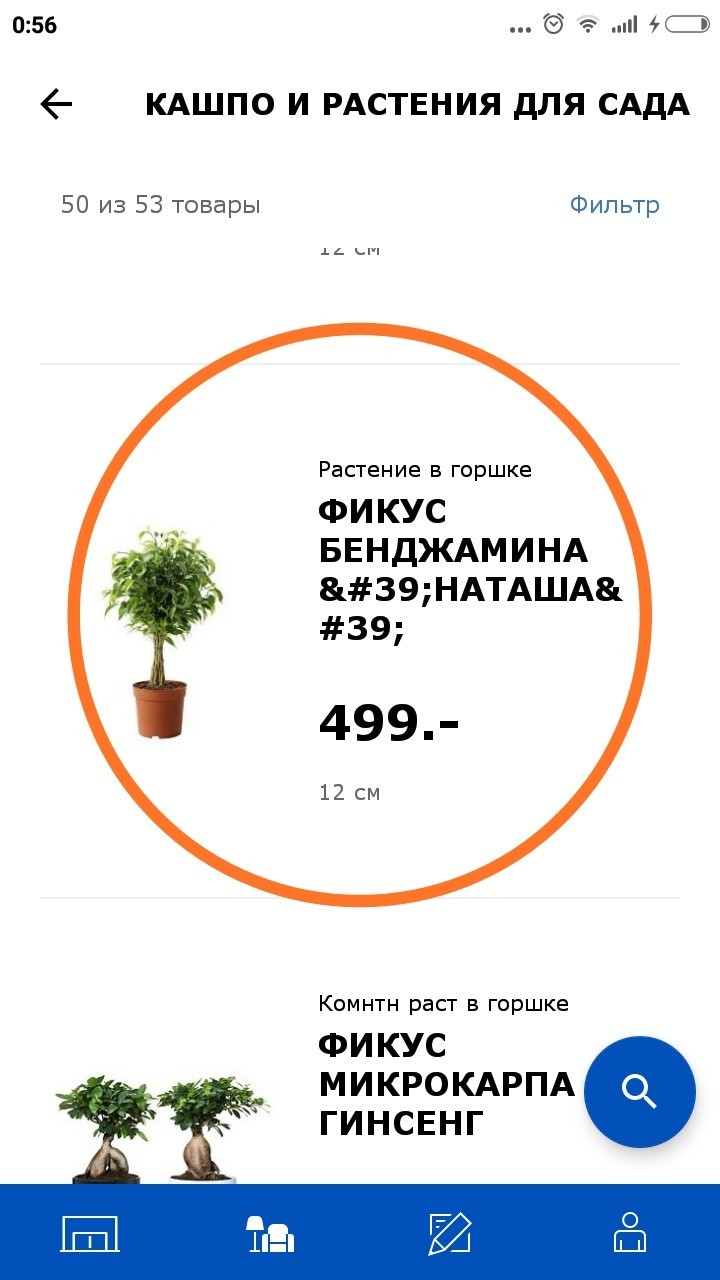 Life is pain or from the life of ficuses ... - My, IKEA, Ficus, Plant growing, Soul, Benjamin, Life is pain, Humor, Joke