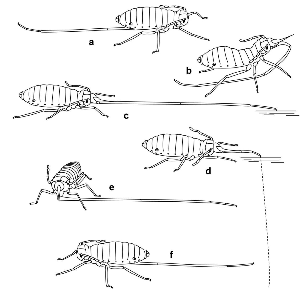 Aphid with the longest proboscis - Aphid, Insects, The science, Copy-paste, Elementy ru, Longpost