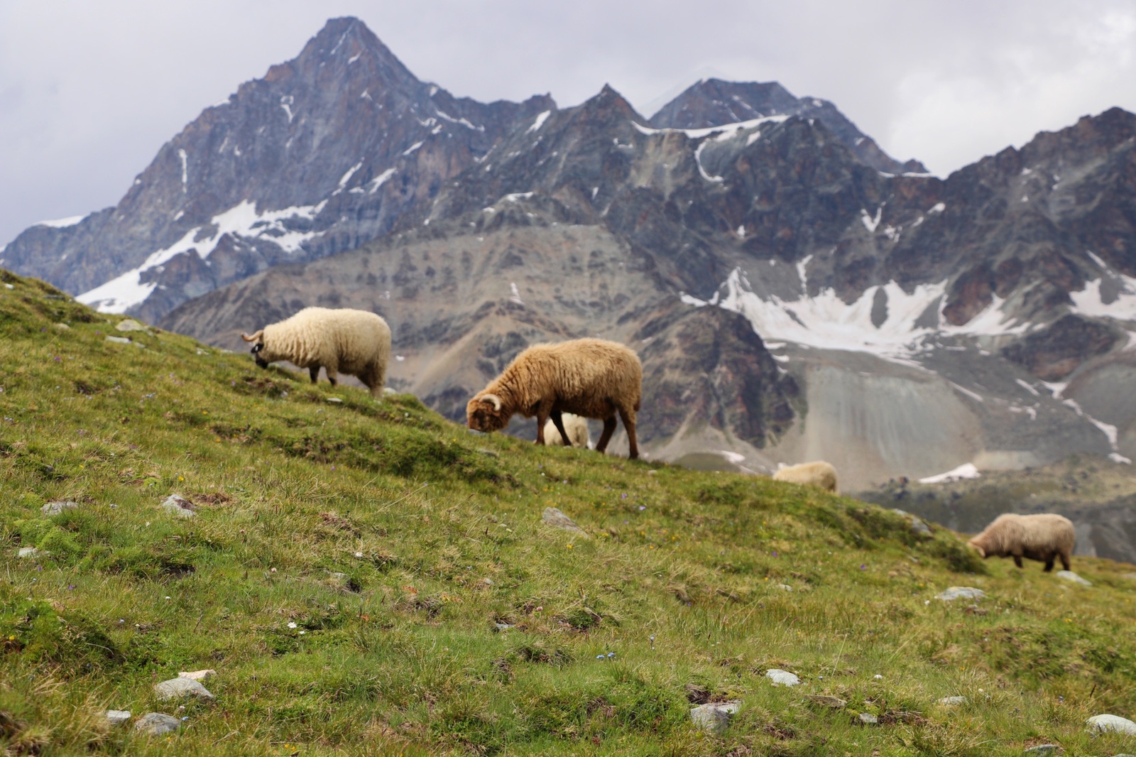 Briefly about Zermatt - My, The mountains, Switzerland, Zermatt, Nature, Hiking, Travels, Longpost, Hiking