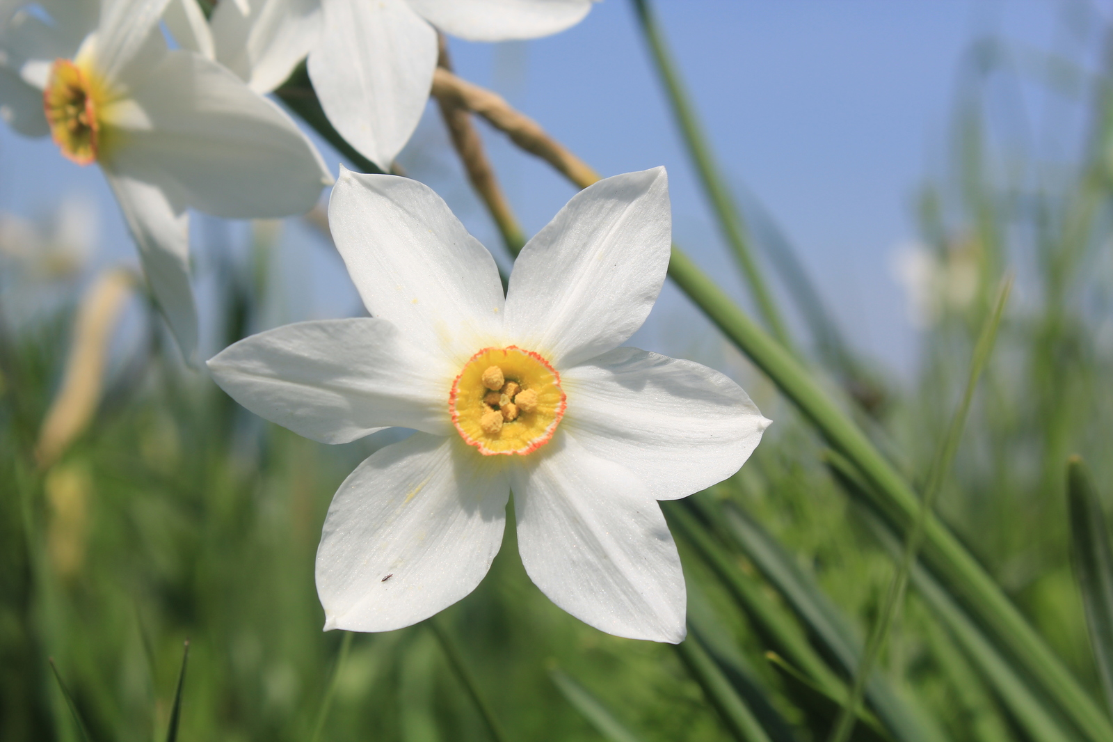 In the valley of daffodils - My, Flowers, Nature, Narcissus, Spring, The photo, Daffodils flowers