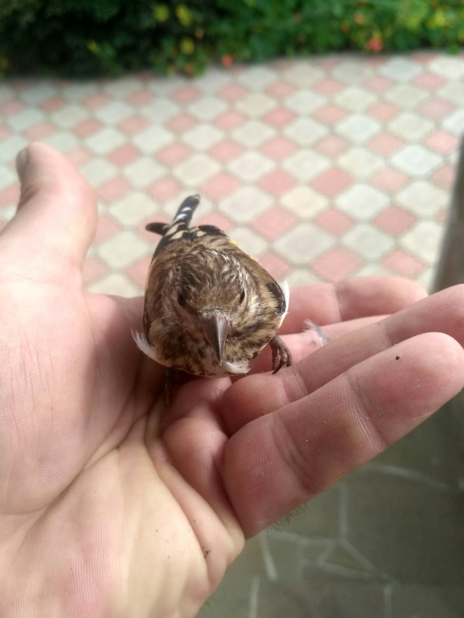 Bird :) - My, Dacha, Chick, Longpost