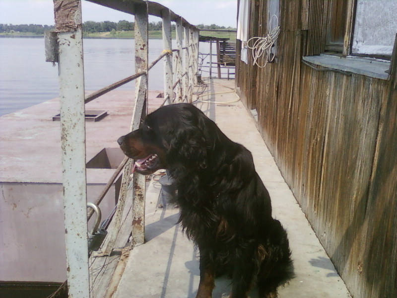 Volgograd and Astrakhan, a hunting dog of the breed, presumably a Gordon Setter, was found! - My, , Found a dog, Volgograd, Astrakhan, Dog, In good hands, Longpost