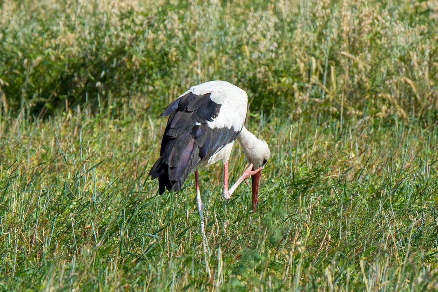 White storks - My, Birds, Stork, Leningrad region, Longpost