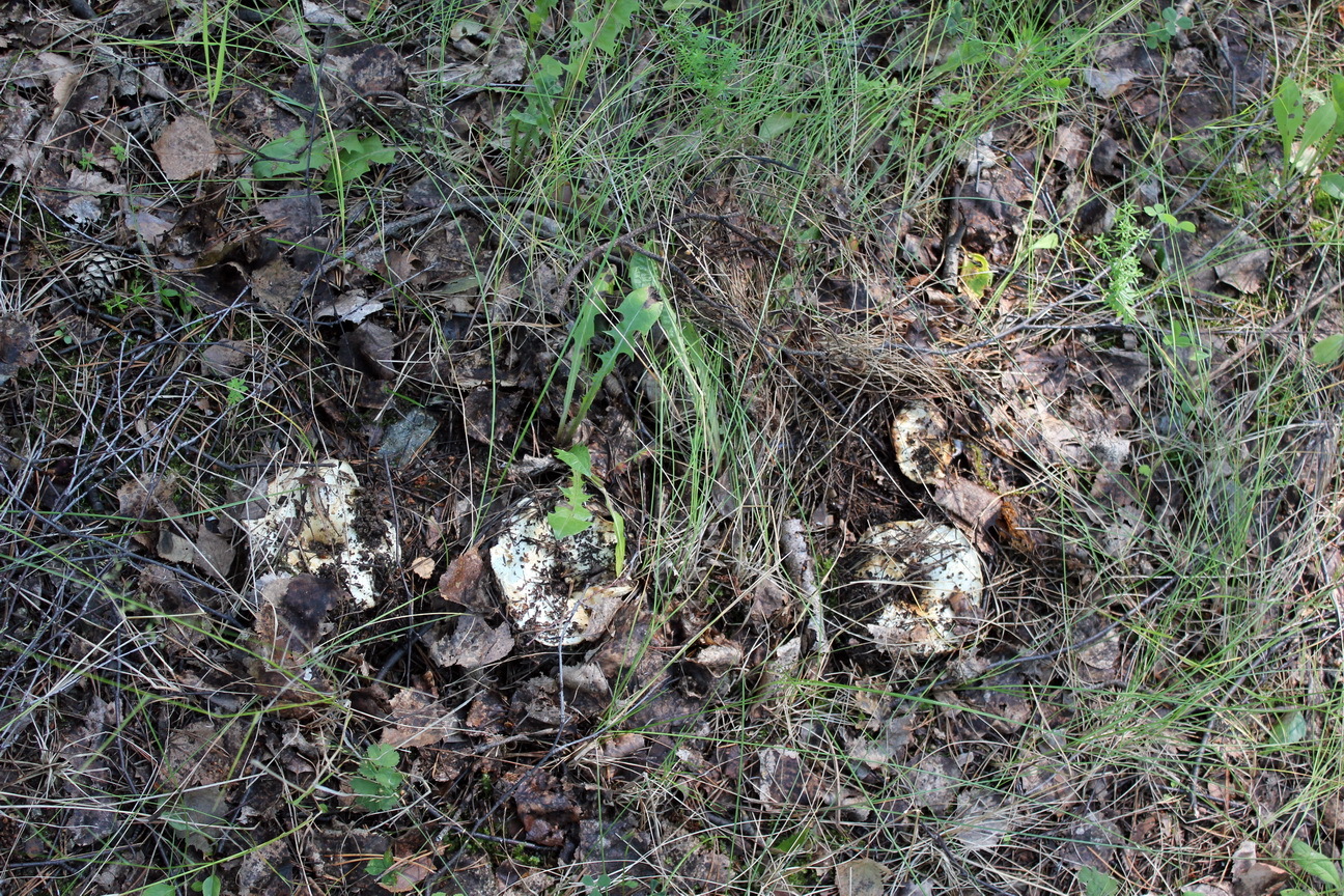 For the grubs. - My, Mushrooms, Forest, beauty of nature, The photo, Canon, Longpost