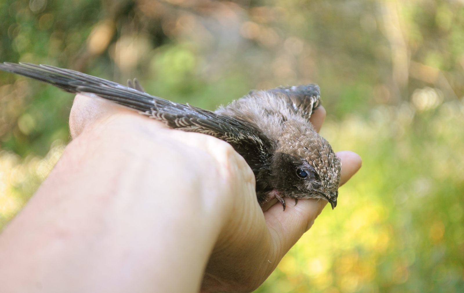 35 days with a haircut. - My, Birds, Black Swift, Apus apus, Chick, The photo, Feeding, Longpost